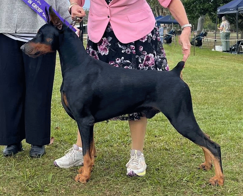 Doberman male black tan