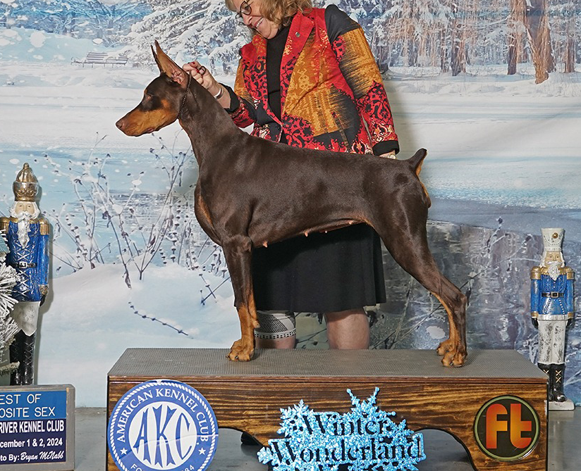 Doberman female red